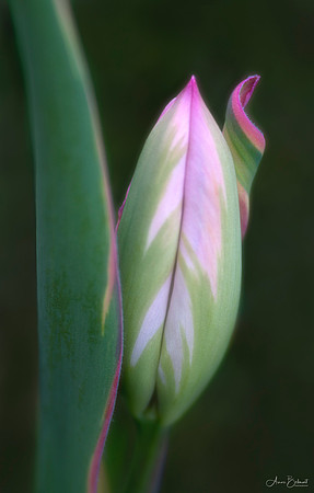 Tulip with a Curl