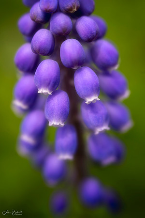 Grape Hyacinth
