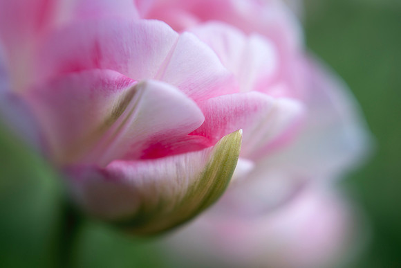 Lost in the Petals