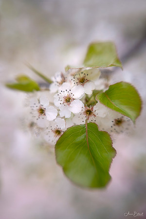 Flowering Pear Tree