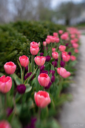 Neighborhood Tulips