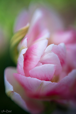 Petal Dance