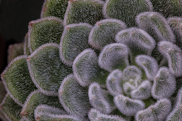 Fuzzy Wuzzy