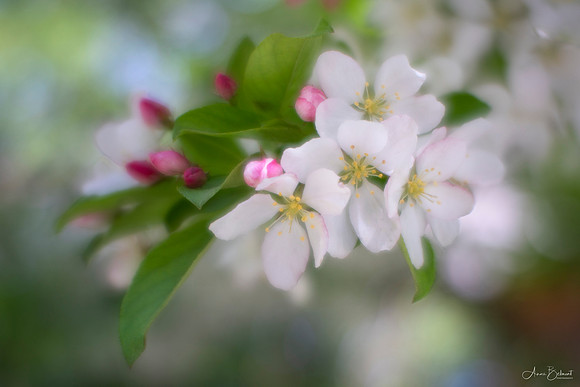 Crabapple Blossoms