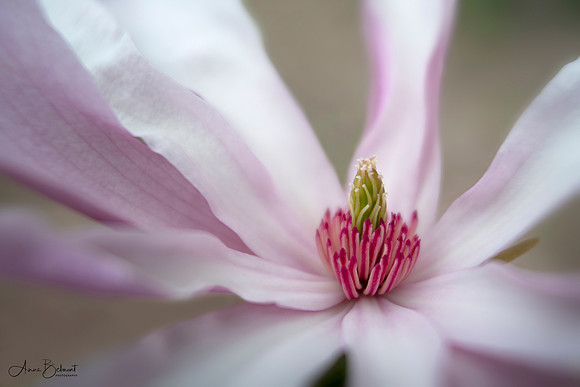 Spring Magnolia