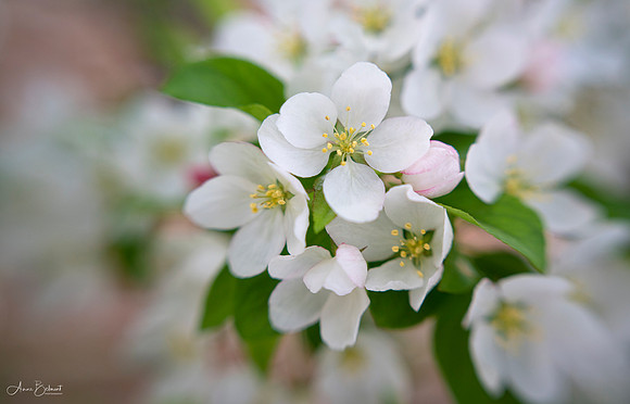 Crabapple Blossoms