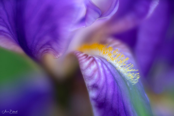 Iris Abstract