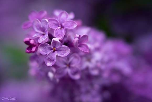 Heavenly Lilacs
