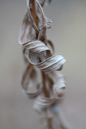 Goldenrod Curls