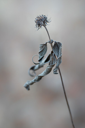 Woodland Dancer