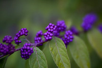 Japanese Beautyberries