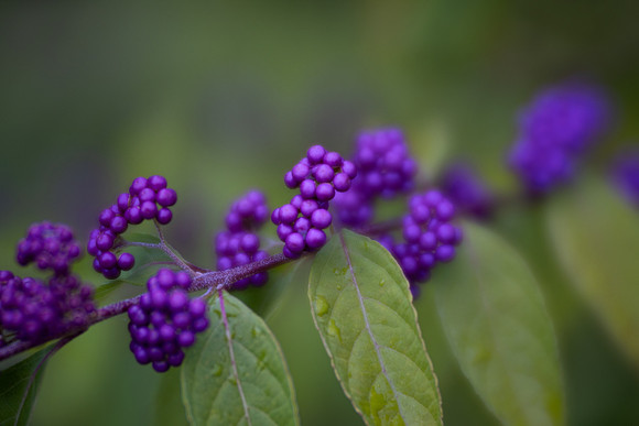 Japanese Beautyberries