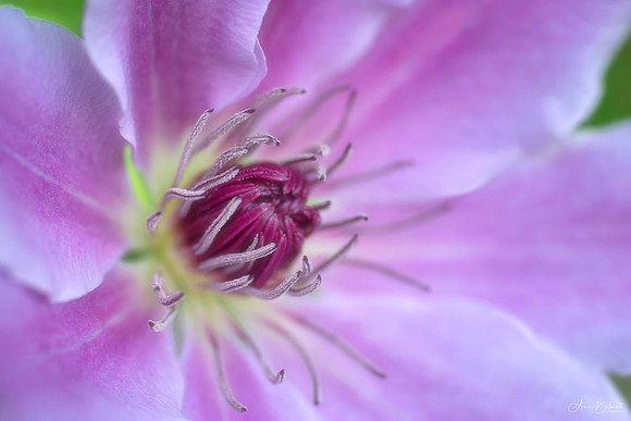 Clematis