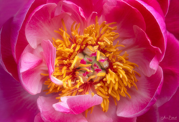 Peony