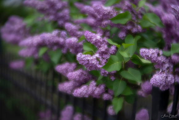 Lilac Bush