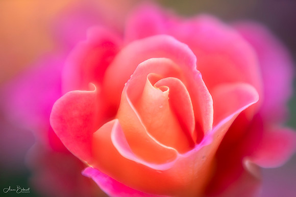 Colorful Rose