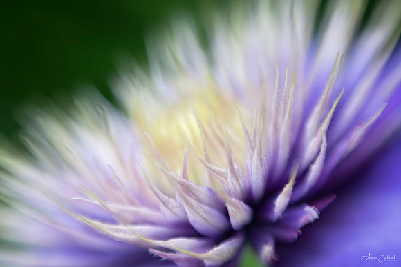 Clematis Glow