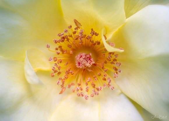 Yellow Rose at Baha'i
