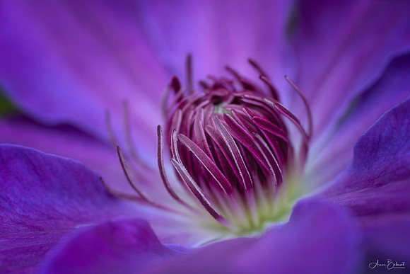 Clematis