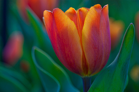 Tulip at Sunset