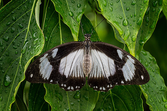 Mocker Swallowtail - Female