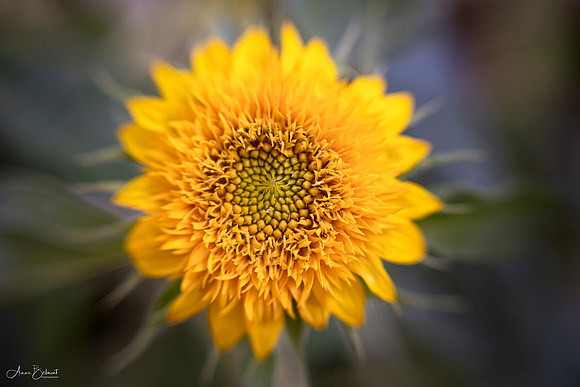 Granddaughter's Sunflower