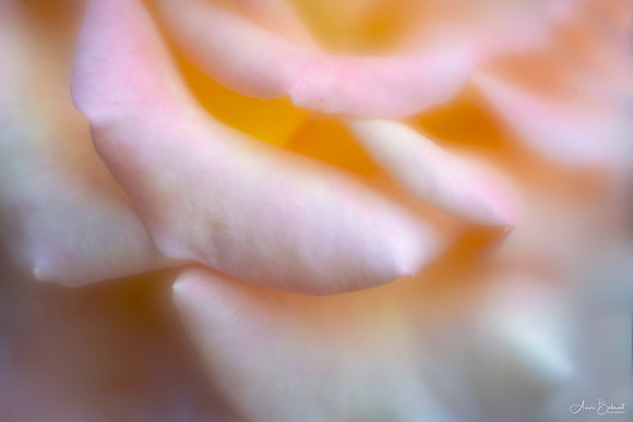 Petals of the Rose