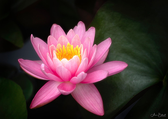 Waterlily at Allandale Farm