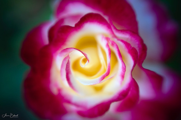 Rose in Minot Rose Garden