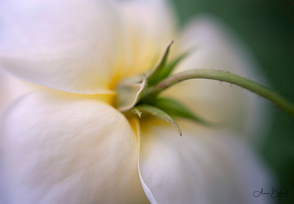 Rose Pillow