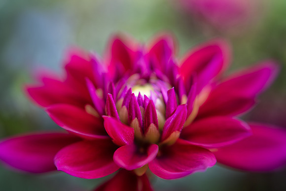 Dahlia Reaching for the Sun