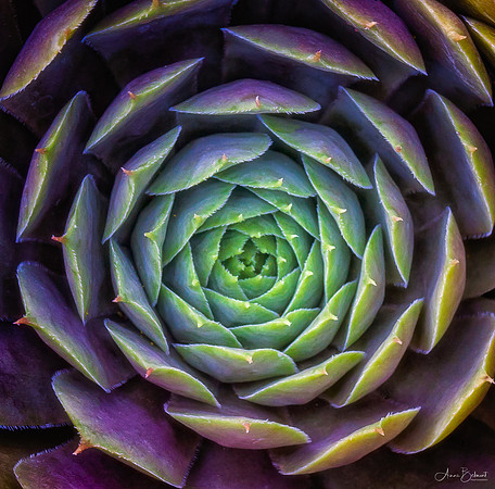 Cactus Symmetry