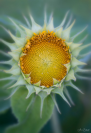 'Teddy Bear' Sunflower