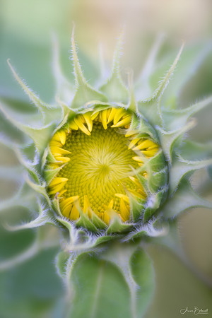 Opening 'Teddy Bear' Sunflower