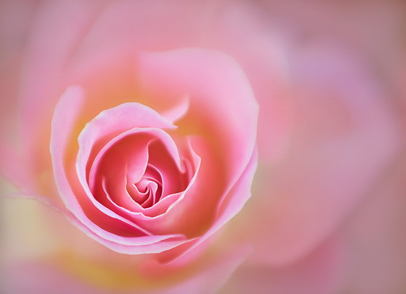 Rose in Pink