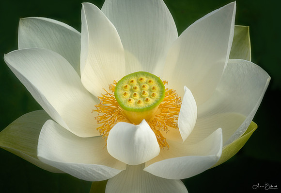 Lotus