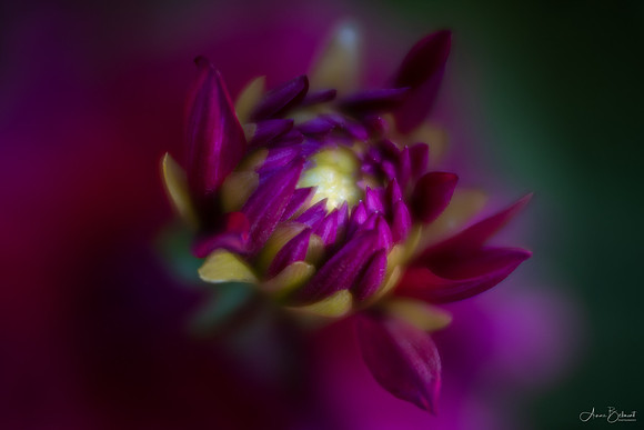 Dahlia Awakening