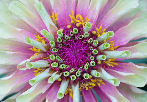 Zinnia Patterns