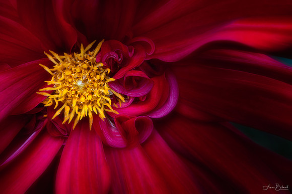 Dahlia in Red