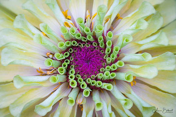 Zinnia Patterns