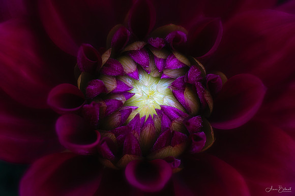 Dahlia Drama