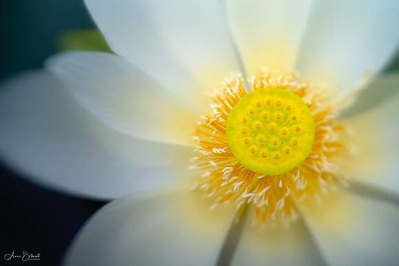 Lotus Sunshine