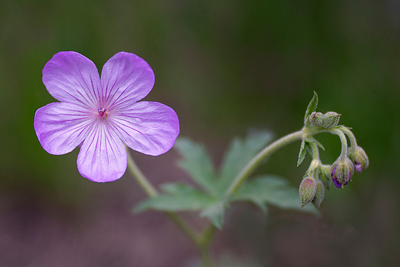Wild Geranium in the Grand Tetons
