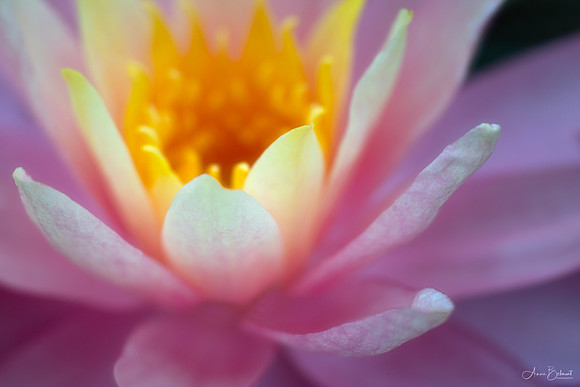 Up-Close with a Waterlily