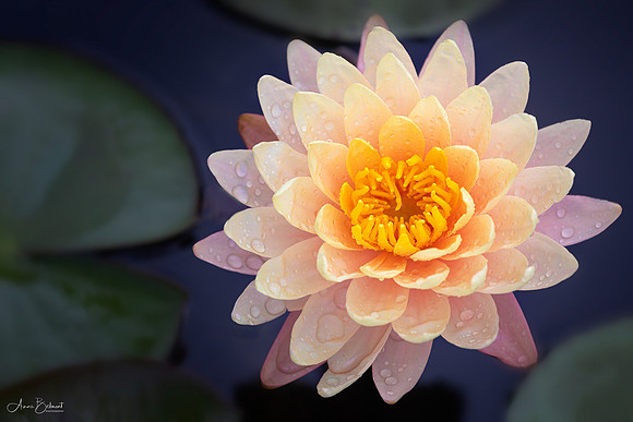 Waterlily with Jewels