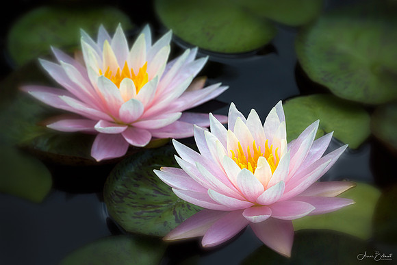 Dreamy Waterlilies