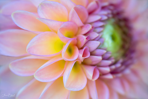 The Heart of the Dahlia