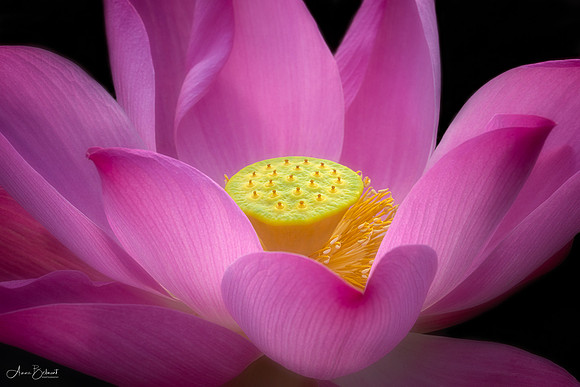 Pink Lotus