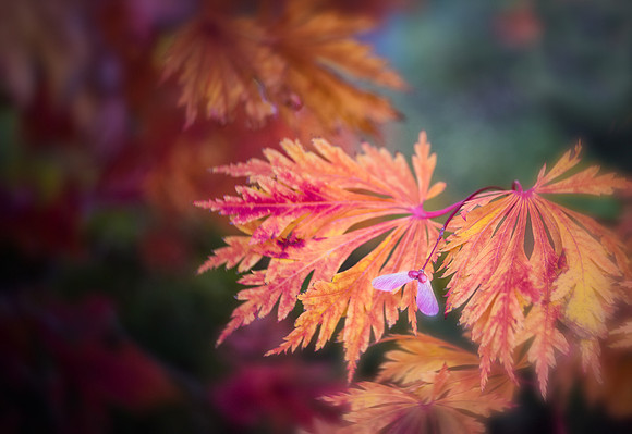 Japanese Maple