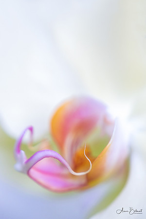 Phalaenopsis Orchid